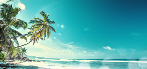 Palm Beach In Tropical Paradise