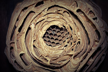 european hornet nest