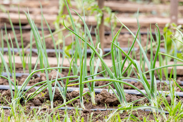 Vegetable garden with drip irrigation system. Drop by drop equipment for gardening.