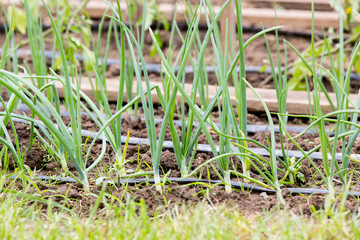 Vegetable garden with drip irrigation system. Drop by drop equipment for gardening.
