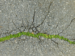crack asphalt road with green plant texture