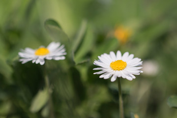 G&auml;nsebl&uuml;mchen verkl&auml;rt