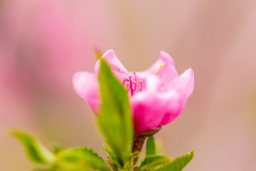 Spring blooming pink peach
