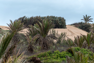 Fototapeta na wymiar Palm trees on sand dunes