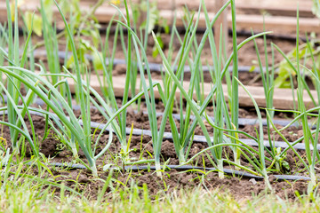 Vegetable garden with drip irrigation system. Drop by drop equipment for gardening.