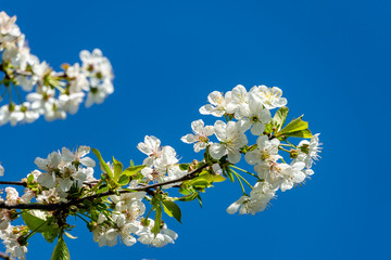 White cherry flowers blossom against the background of blue sky. A lot of white flowers in spring garden. Selective focus