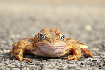 full length agile frog looking at the camera