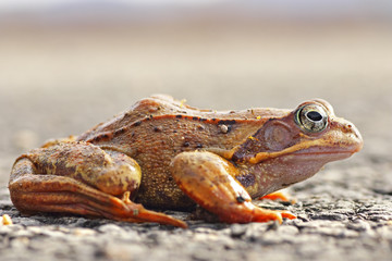 full length agile frog on the ground