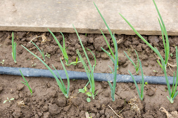Vegetable garden with drip irrigation system. Drop by drop equipment for gardening.