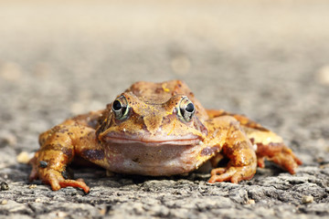 full length agile frog