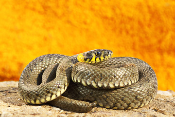 full length colorful grass snake