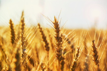 field of wheat