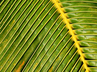 palm coconut leaf texture