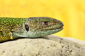 Lacerta viridis macro image