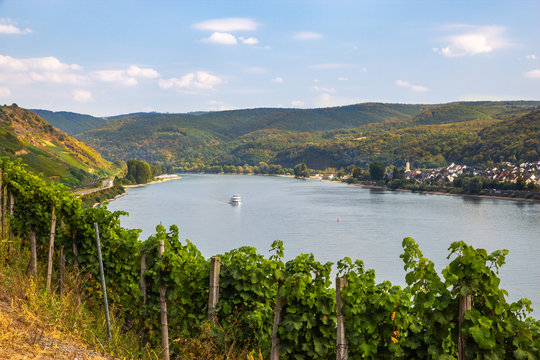 Weinberge im Bopparder Hamm am Mittelrhein
