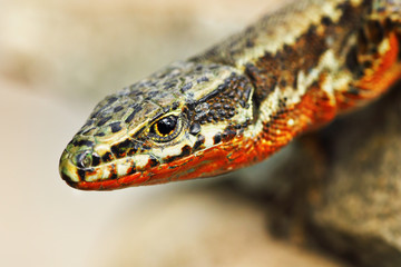 male common wall lizard portrait