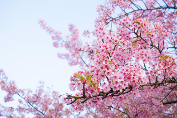 Full bloom Sakura , Cherry Blossom in evening