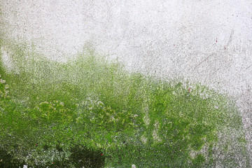 moss and algae growing on wall