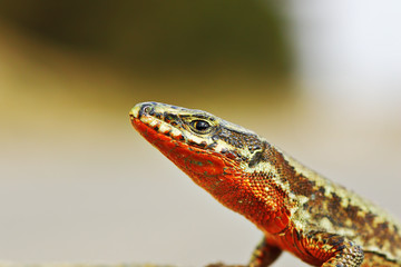 orange colored male Podarcis muralis