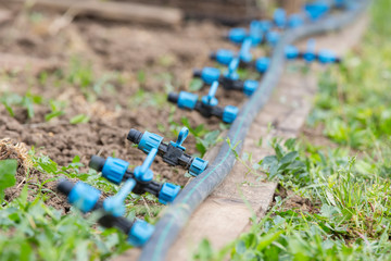 Vegetable garden with drip irrigation system. Drop by drop equipment for gardening.