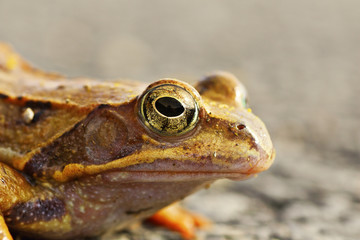 Rana dalmatina, spring portrait after hibernation