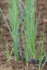 watering system drop by drop on growing onions