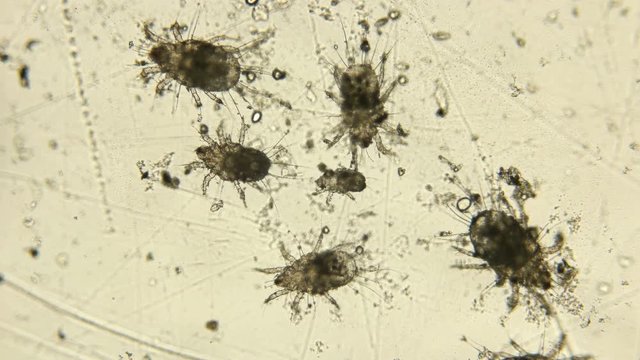 รูปภาพMicroflora – เลือกดูภาพถ่ายสต็อก เวกเตอร์ และวิดีโอ9,632 | Adobe ...