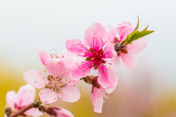 Spring blooming pink peach