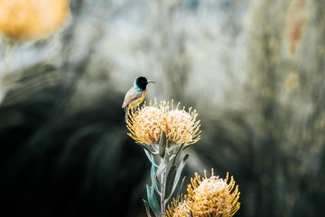Bird