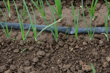 watering system drop by drop on growing onions