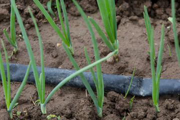 watering system drop by drop on growing onions