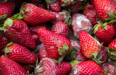 fresas podridas con moho