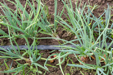 watering system drop by drop on growing onions
