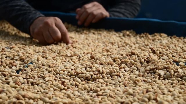 dry organic green bean selecting in coffee milling process, Coffee drying procedure