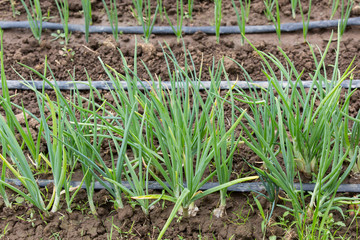 watering system drop by drop on growing onions