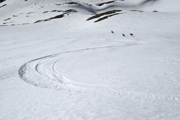 Obraz premium Mountain sheep on the ski track