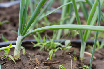 watering system drop by drop on growing onions