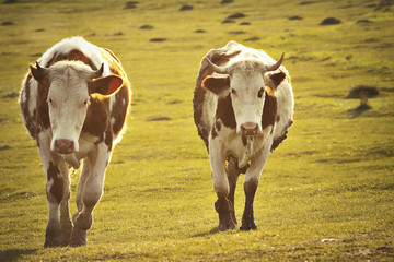 two cows in sunset light