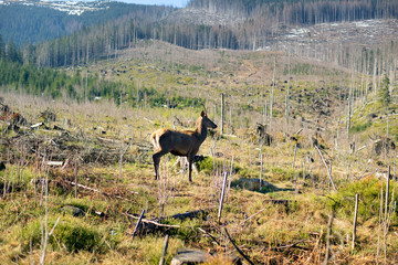 Single horn roe deer