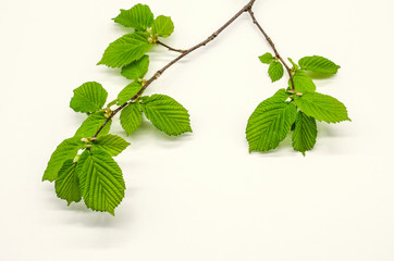 Spring branch of hazel with first light green, tender, corrugated, serrated leaves on white background