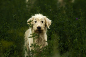 Blick eines netten Hundes