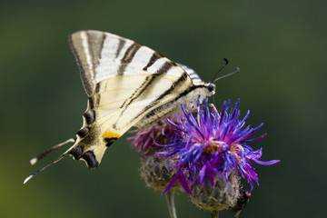 Butterfly and flowers