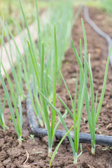 Drip Irrigation System