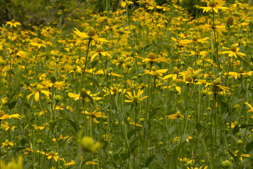  Yellow color splendor of the fields