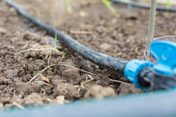 Drip Irrigation System