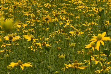  Yellow color splendor of the fields