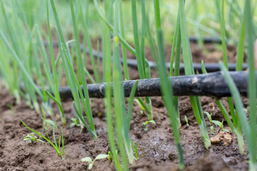 Drip Irrigation System