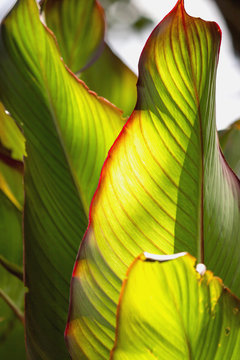 Canna Indica, natural fresh leaf surface 