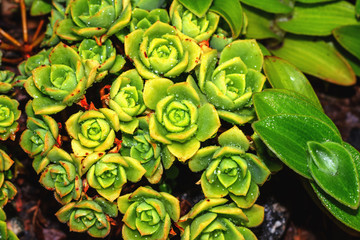 Succulent plants, close up -