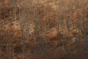 Herbstlandschaft im Wald